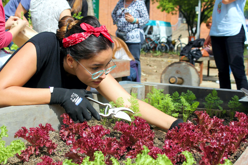 SV | Proponen cultivar jardines comestibles en viviendas particulares