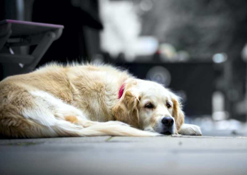 SV | Denuncian “desinterés” de las autoridades por el abandono de animales