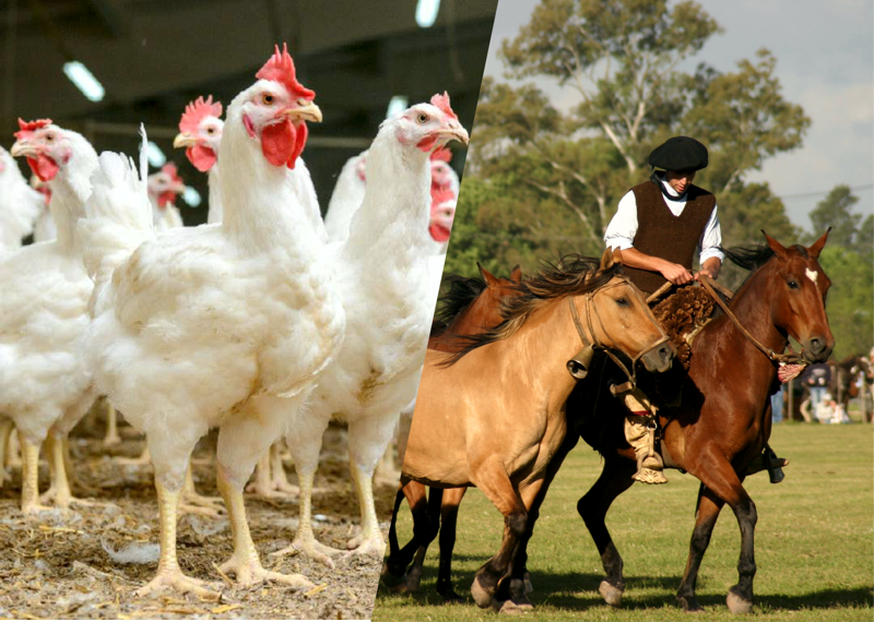 SV | Suspendieron la Fiesta del Día de la Tradición y la Regional del Pollo