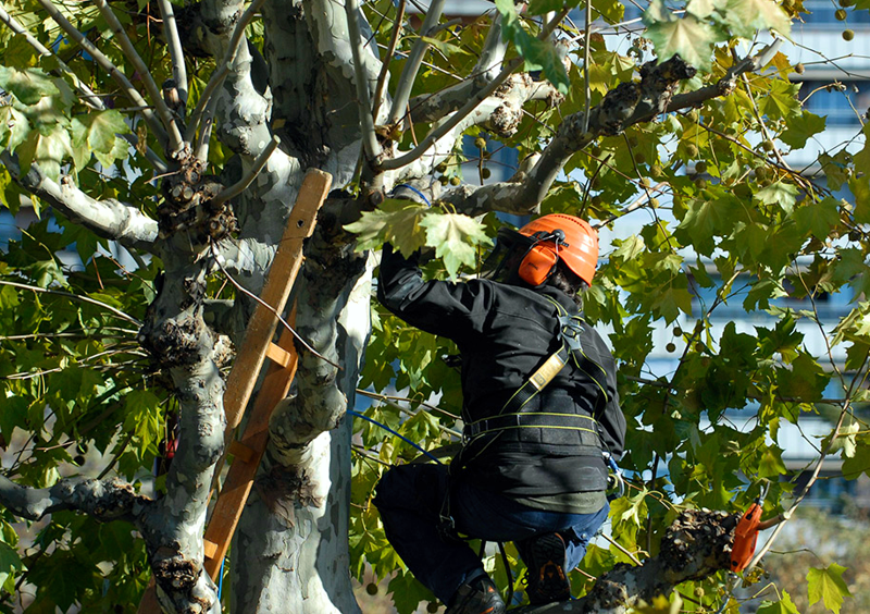 SV | Inscriben para un registro municipal de podadores con experiencia