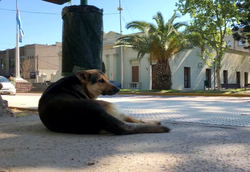 SV | Nuevo reclamo por la construcción de un Hospital Veterinario Municipal