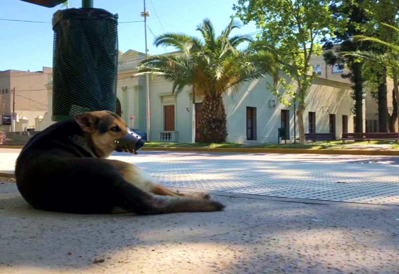 SV | Estrenarán el corto documental “censurado” de Patitas de San Vicente