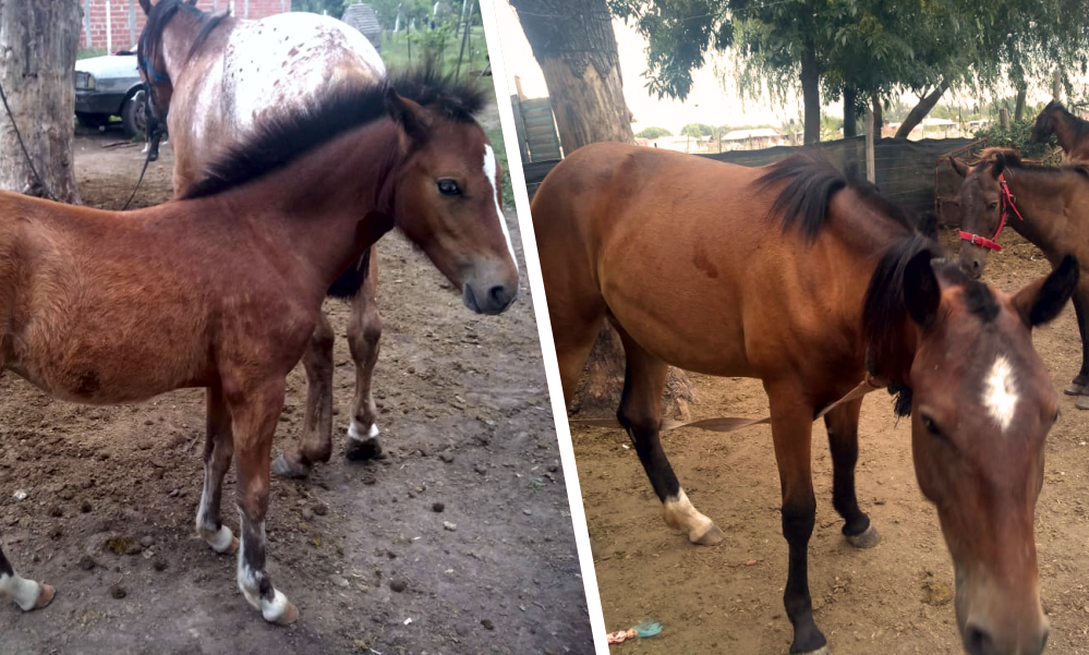 Alejandro Korn | El CPR secuestró seis caballos sin marca ni documentación