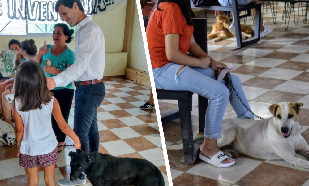Zoonosis | Las castraciones de perros y gatos llegaron a los barrios sanvicentinos
