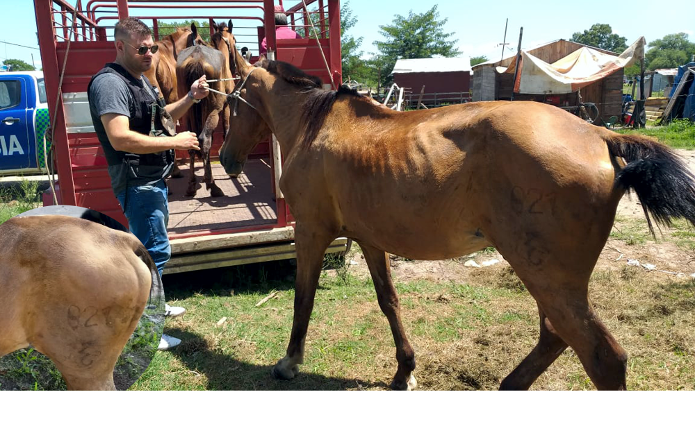 Alejandro Korn | La policía secuestró tres caballos y buscan a sus dueños
