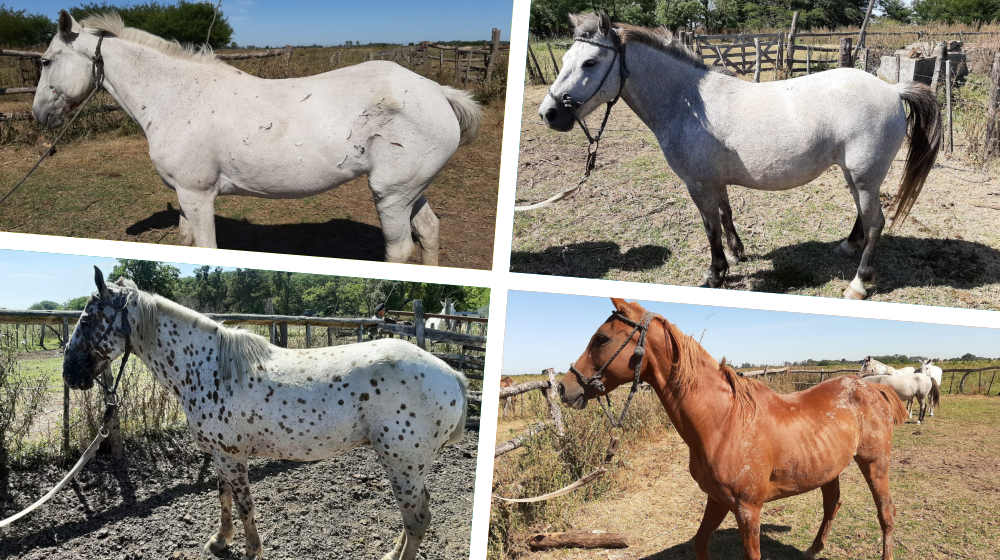 Cuatrerismo | Detienen a un sujeto y recuperan cuatro caballos robados en San Vicente