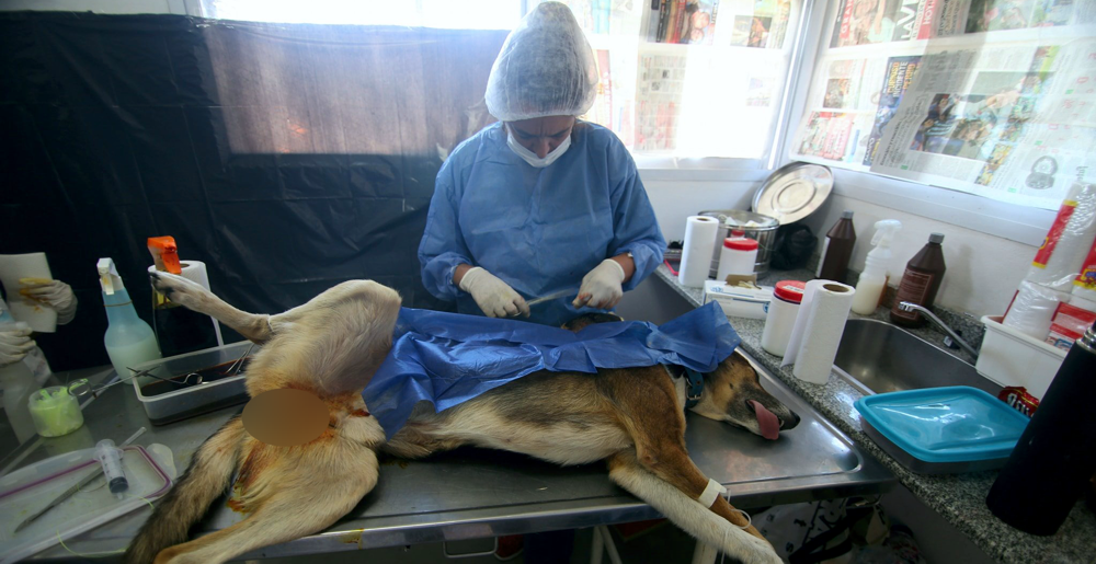 Gestión | Servicios Públicos, Zoonosis y Producción desembarcaron en Domselaar