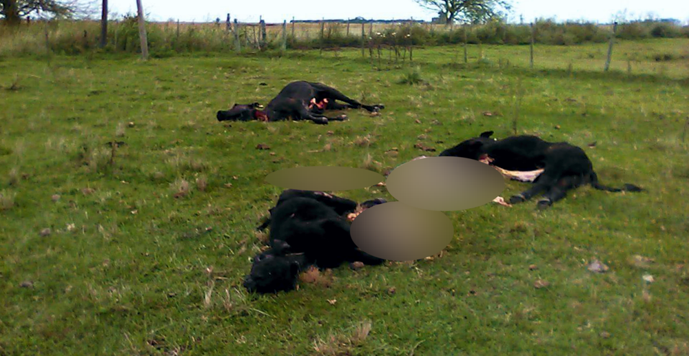 San Vicente | El sector rural reclama más presencia policial en los campos