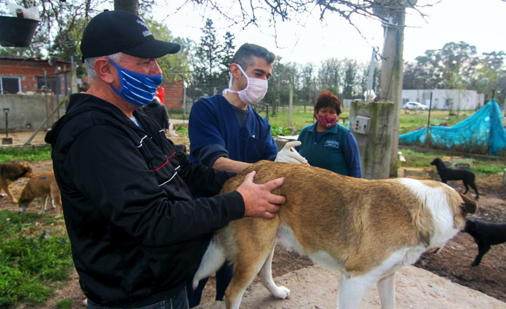 San Vicente | ProTenencia vacunó a más de 90 perros del Refugio San Vicente