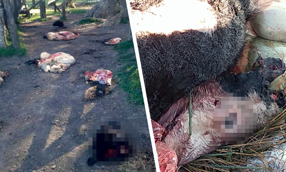 San Vicente | Un fin de semana con varios hechos de cuatrerismo y vandalismo en la zona rural