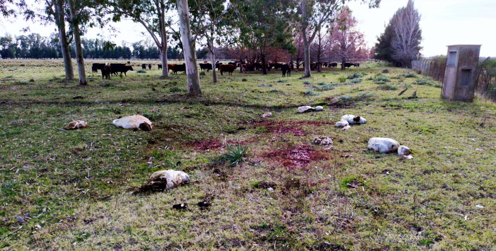 Inseguridad rural | Mataron y faenaron cinco vacunos en un campo de Alejandro Korn