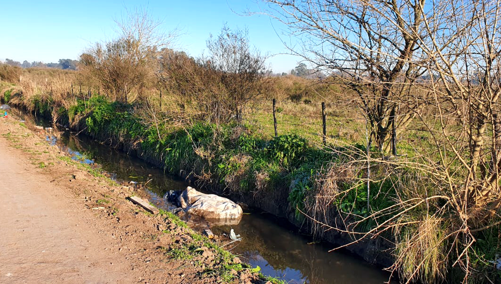 Femicidio | Apareció el cuerpo sin vida de una mujer en un zanjón de Guernica