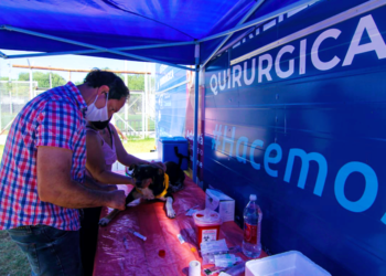 San Vicente | Zoonosis programó diez operativos de castraciones para los próximos 30 días