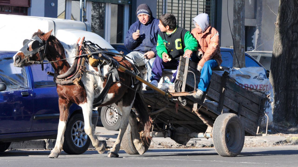 San Vicente | Se hace imperioso legislar y proteger la integridad de los animales