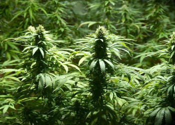 Alejandro Korn | Lo buscaban por robo y le encontraron una plantación de marihuana