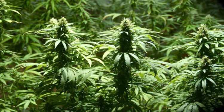 Alejandro Korn | Lo buscaban por robo y le encontraron una plantación de marihuana