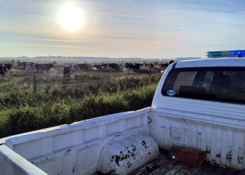 Policiales | La Policía Rural de San Vicente recuperó 38 vacas que habían sido robadas