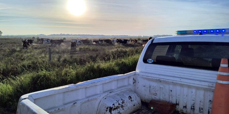 Policiales | La Policía Rural de San Vicente recuperó 38 vacas que habían sido robadas