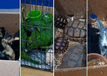 Presidente Perón | Lo detienen vendiendo animales en forma clandestina en América Unida