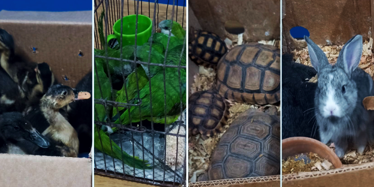 Presidente Perón | Lo detienen vendiendo animales en forma clandestina en América Unida