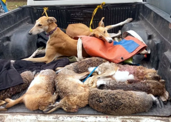 San Vicente | Para Zatloukal hay que hacer algo con la caza furtiva en la zona rural