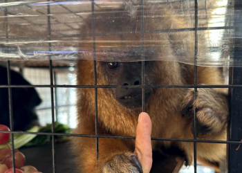 Policiales | Rescataron dos monos carayá enjaulados por una familia de Alejandro Korn