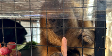 Policiales | Rescataron dos monos carayá enjaulados por una familia de Alejandro Korn