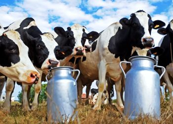 Opinión | Salvemos los tambos de San Vicente