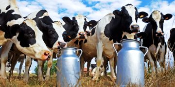 Opinión | Salvemos los tambos de San Vicente