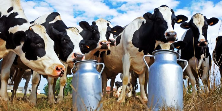 Opinión | Salvemos los tambos de San Vicente