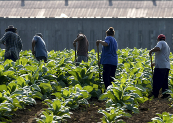 San Vicente | La UNSaV junto a la UNAJ lanza la Diplomatura en Producción Agroecológica