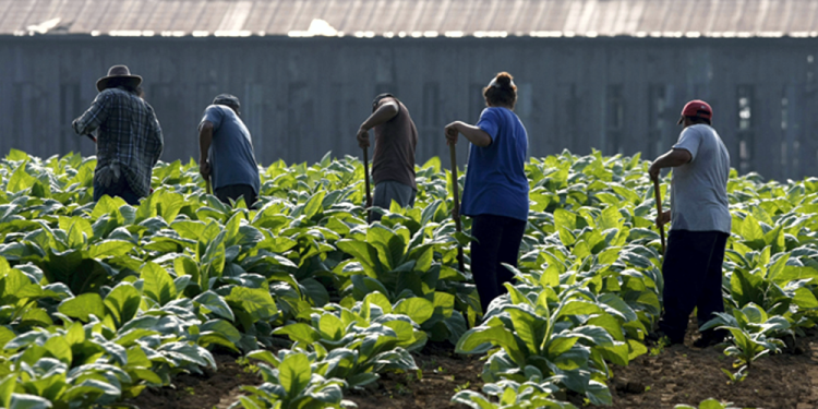 San Vicente | La UNSaV junto a la UNAJ lanza la Diplomatura en Producción Agroecológica