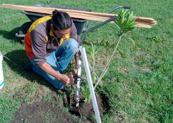 Presidente Perón | El Vivero Municipal continúa con su trabajo en espacios verdes del distrito