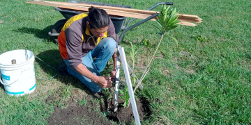 Presidente Perón | El Vivero Municipal continúa con su trabajo en espacios verdes del distrito