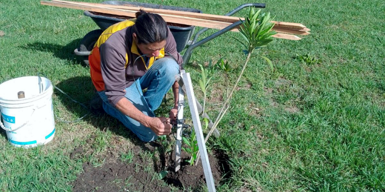 Presidente Perón | El Vivero Municipal continúa con su trabajo en espacios verdes del distrito