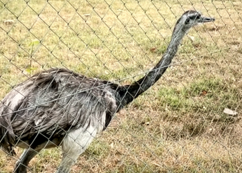 Controversia | El dilema del Ñandú de San Vicente: entre el rigor legal y el lazo afectivo