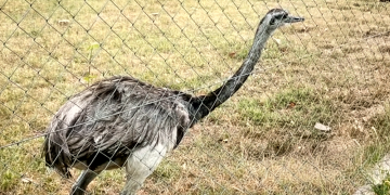 Controversia | El dilema del Ñandú de San Vicente: entre el rigor legal y el lazo afectivo