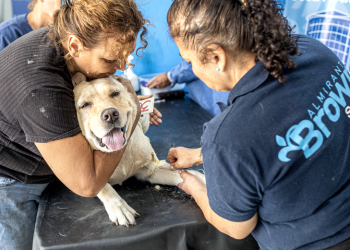 Almirante Brown | Zoonosis desembarca en Glew: servicios gratuitos de salud animal durante todo febrero