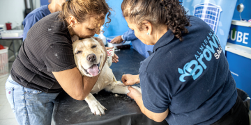Almirante Brown | Zoonosis desembarca en Glew: servicios gratuitos de salud animal durante todo febrero