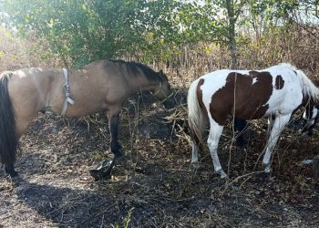 Presidente Perón | Detienen a dos jóvenes que circulaban con caballos robados de un centro terapéutico