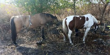 Presidente Perón | Detienen a dos jóvenes que circulaban con caballos robados de un centro terapéutico