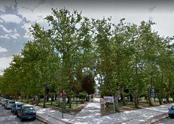 San Vicente | El arbolado bajo la lupa: llega el programa de «Infraestructura Verde» al CEU