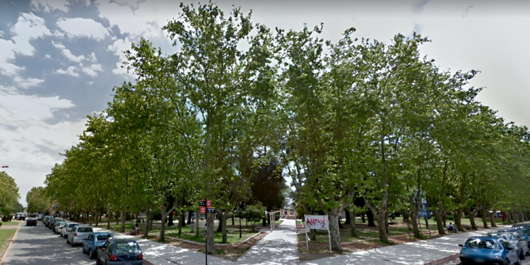 San Vicente | El arbolado bajo la lupa: llega el programa de «Infraestructura Verde» al CEU