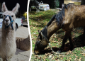 San Vicente | Rescate animal: llamas y equinos puestos a salvo tras operativos municipales