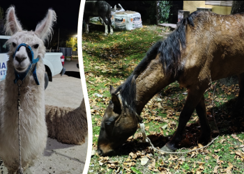 San Vicente | Rescate animal: llamas y equinos puestos a salvo tras operativos municipales