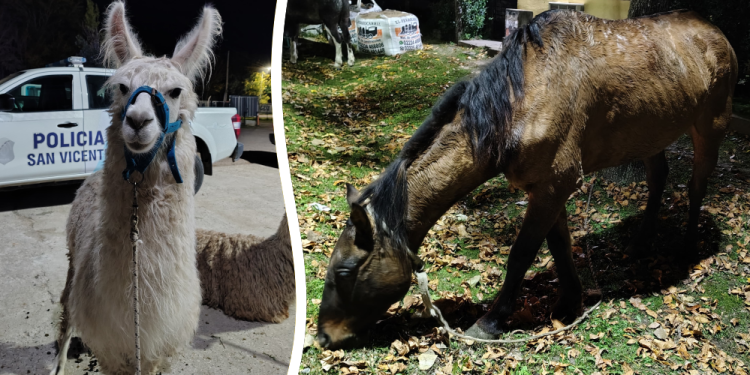 San Vicente | Rescate animal: llamas y equinos puestos a salvo tras operativos municipales