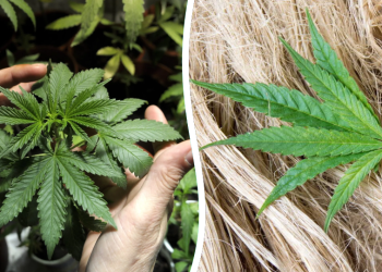 En Julio | San Vicente será sede del lanzamiento de la agenda provincial y municipal del cannabis y el cáñamo