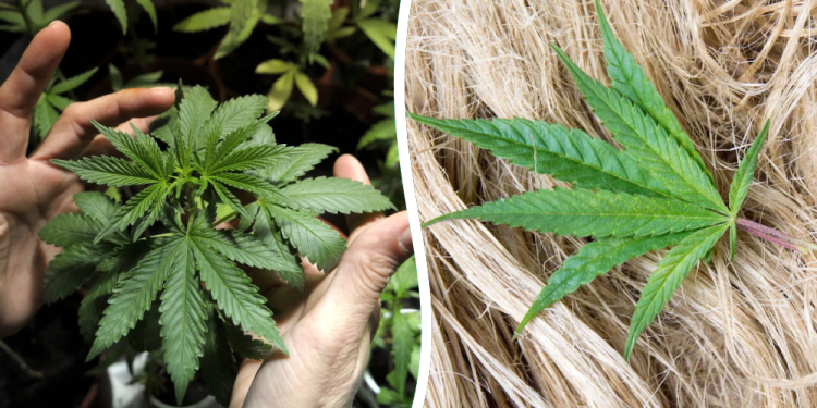 En Julio | San Vicente será sede del lanzamiento de la agenda provincial y municipal del cannabis y el cáñamo