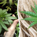 En Julio | San Vicente será sede del lanzamiento de la agenda provincial y municipal del cannabis y el cáñamo