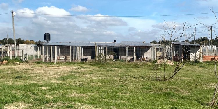 Domselaar | Alerta roja: el refugio «Los Pinos» se queda sin alimento y necesita la ayuda de todos